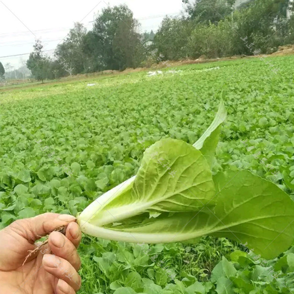 蔬菜基地